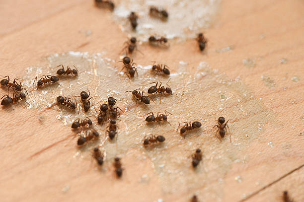 Best Residential Pest Control  in Oakdale, NY